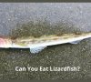 Can You Eat Lizardfish?
