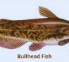 Can you eat bullhead fish