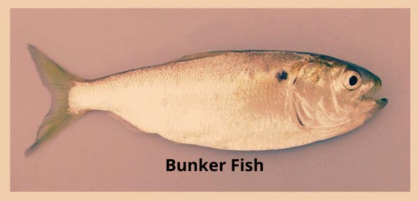 Can you eat bunker fish