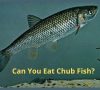 Can You Eat Chub Fish?