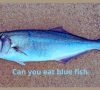Can you eat blue fish