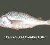 Can You Eat Croaker Fish?