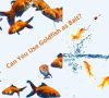 Can You Use Goldfish as Bait?