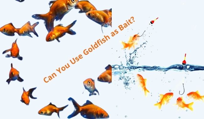 Can You Use Goldfish as Bait?