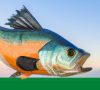 The Ultimate Guide to Saltwater Fishing: Tips, Techniques, and Equipment