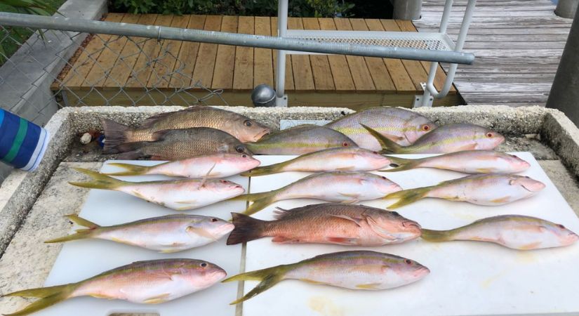 Snap Em Up Fishing charter